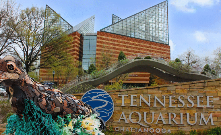  Una Aventura Acuática en el Corazón de Chattanooga: Descubre el Tennessee Aquarium